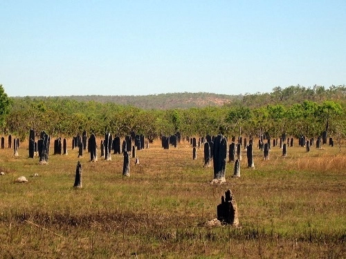 Tổ mối la bàn ở australia