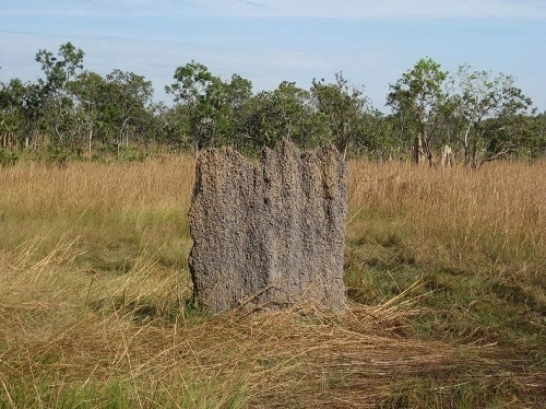 Tổ mối nam châm ở australia