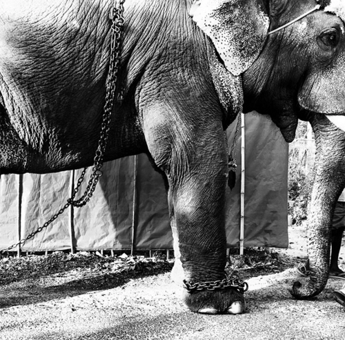 Việc lạm dụng voi trong du lịch ở việt nam lên báo mỹ