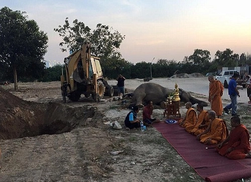 Voi chết vì sốc sau màn bắn pháo hoa tại thái lan