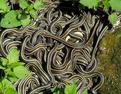 Vương quốc rắn canada mùa giao phối