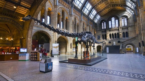 Xương khủng long thất thế tại bảo tàng anh