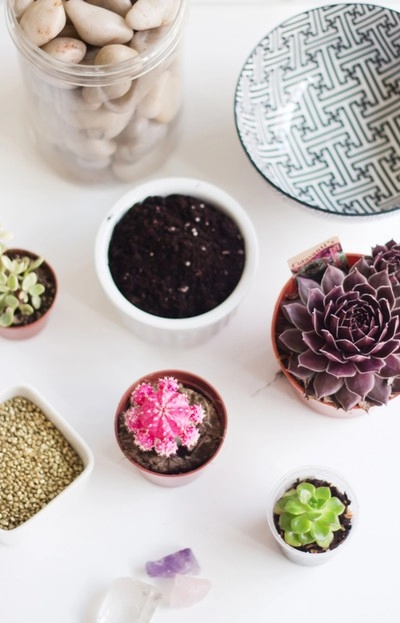 3 cách tự chế vườn mini để bàn đáng yêu