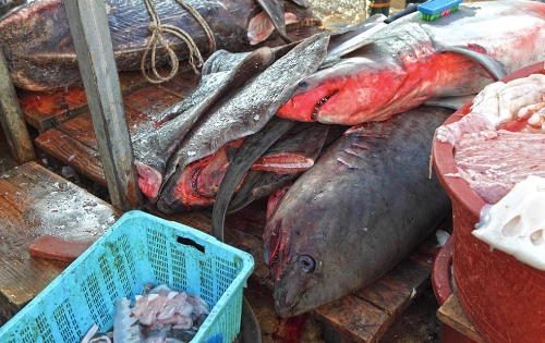 Ăn thịt cá mập trong chợ hải sản hàn quốc
