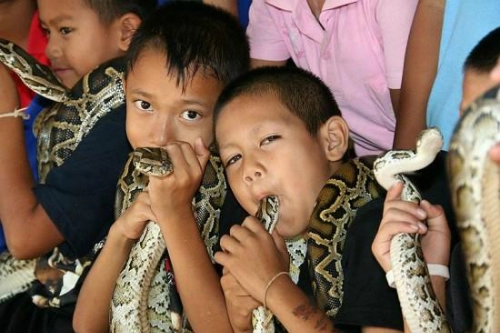 Ban kok sa-nga - ngôi làng coi rắn độc như thú cưng