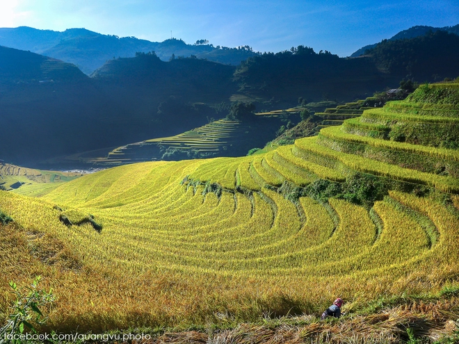 Có ai đến mù cang chải mùa này chưa 