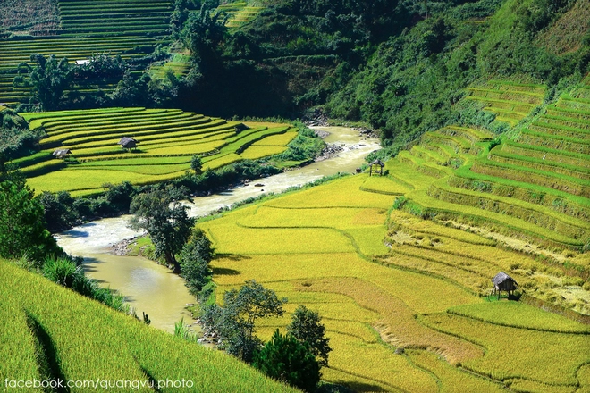 Có ai đến mù cang chải mùa này chưa 