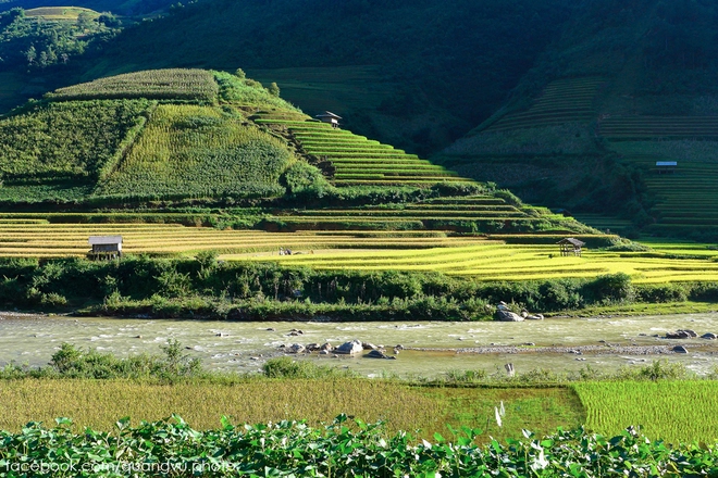 Có ai đến mù cang chải mùa này chưa 