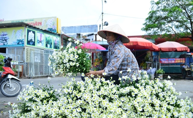 Cúc họa mi báo hiệu mùa đông hà nội