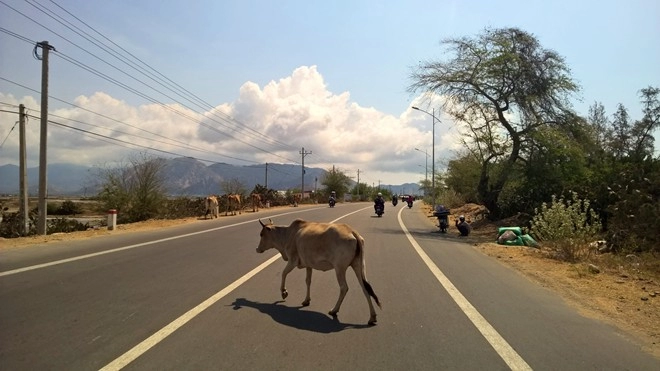 Cung đường phượt lý tưởng dọc đường ven biển phan rang - cam ranh