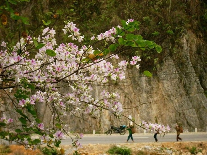 Dân phượt sẽ lạc lối với những con đường hoa tuyệt đẹp tại vn