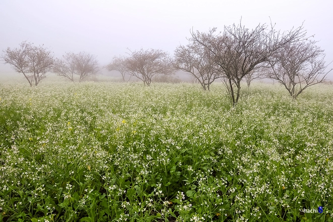 Hoa cải trắng tinh khôi trong tiết giao mùa ở mộc châu