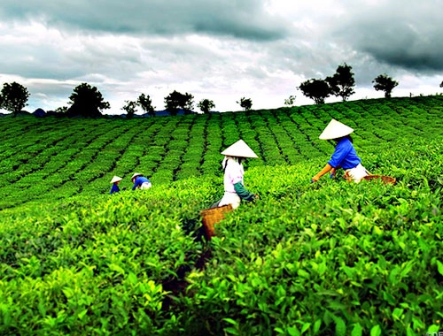 Hương sắc xứ trà tại festival lần thứ 2