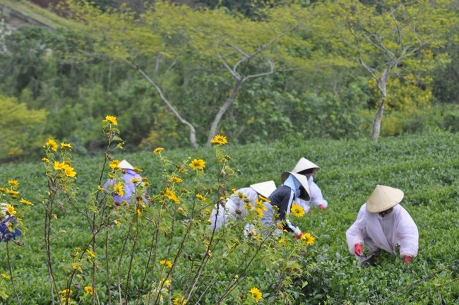 Khám phá và trải nghiệm ngoại ô đà lạt