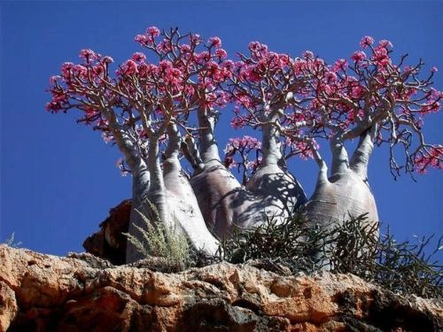 Miền đất ngoài hành tinh trên đảo socotra