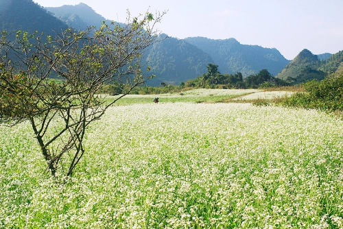 Mùa cải trắng ở mộc châu