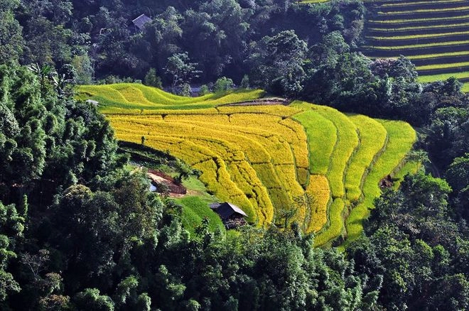 Mùa vàng trên ruộng bậc thang hoàng su phì