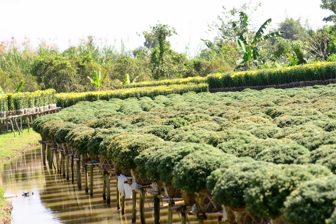 Ngôi làng có bốn mùa xuân ở đồng tháp