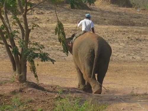 Nhẫn lông đuôi voi giả tràn lan ở buôn ma thuột