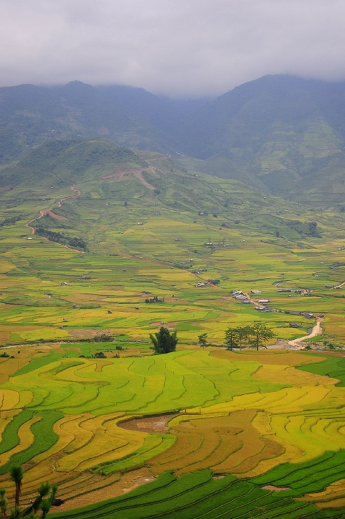 Rực vàng mùa lúa chín mù cang chải