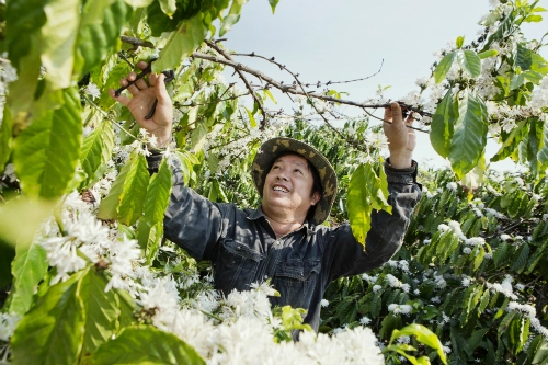 Tái hiện hào khí tây nguyên qua lễ hội cà phê tại thủ đô