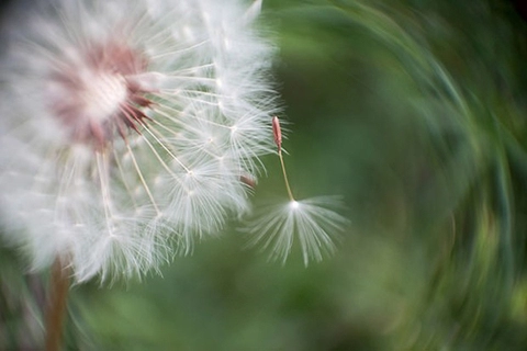 Tận dụng ống canon 50mm f18 hỏng chụp macro