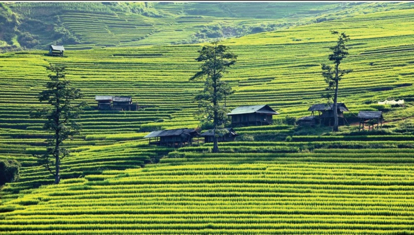 Tây bắc mùa thu vàng trên rẻo cao