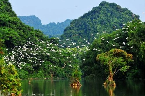 Thung nham đất lành chim đậu