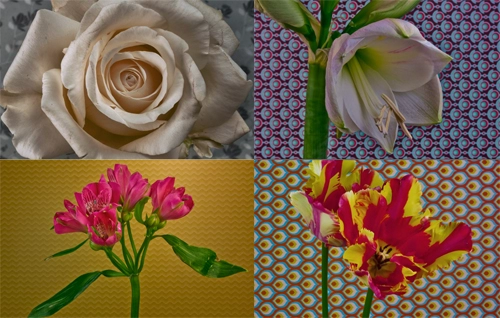 Chụp gần 10000 ảnh để xem quá trình nở của 21 loại hoa