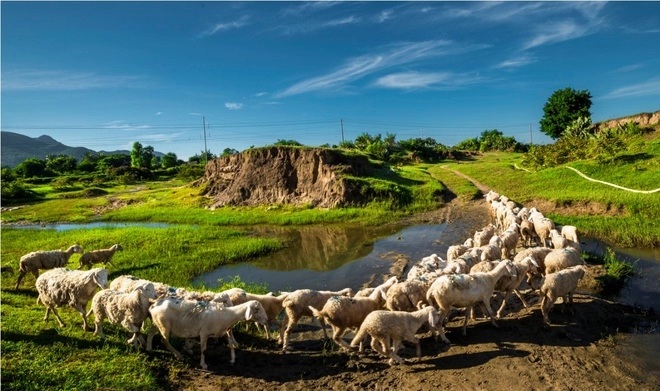 Cuộc sống của những chú cừu ở ninh thuận