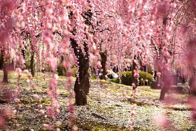Sakura - loài hoa mang linh hồn võ sĩ đạo