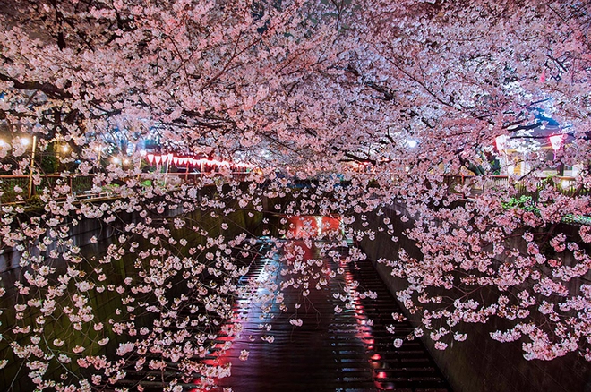 Sakura - loài hoa mang linh hồn võ sĩ đạo