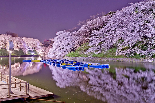 Sakura - loài hoa mang linh hồn võ sĩ đạo