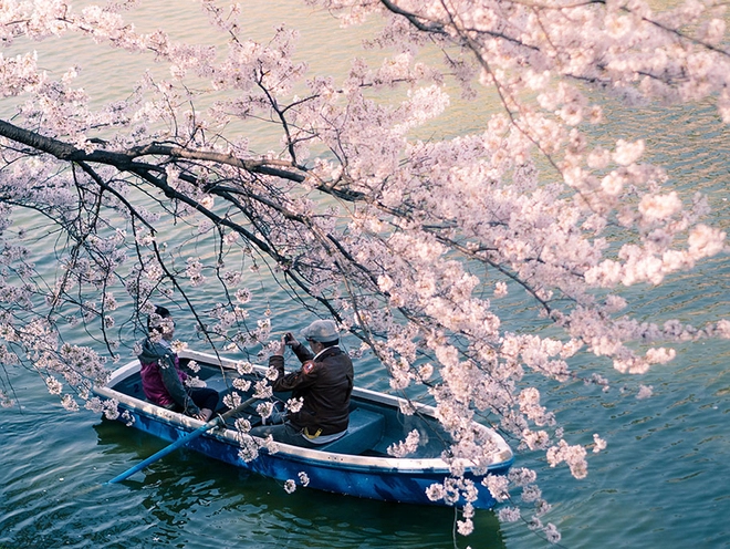 Sakura - loài hoa mang linh hồn võ sĩ đạo