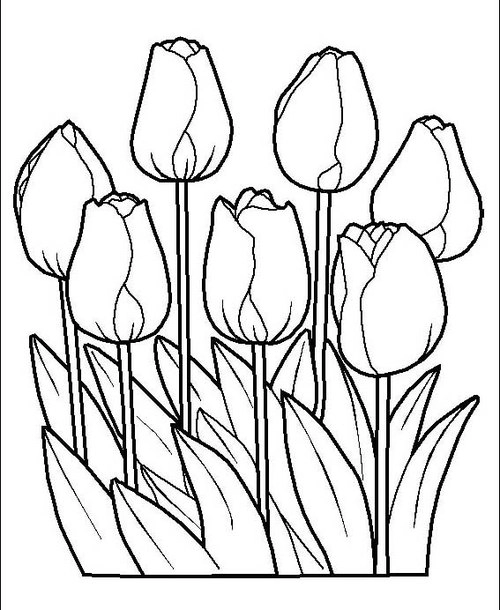 Tranh tô màu những bông hoa tulip
