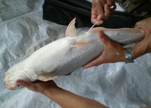 Cá dứa hầm sả - món ngon điển hình loại cá da trơn