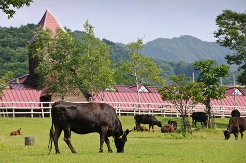 Cận cảnh cuộc sống ông hoàng bà chúa của bò kobe