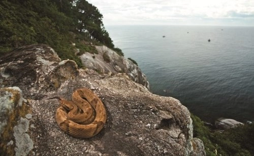 Cận cảnh hòn đảo đầy rắn độc - địa danh khủng khiếp bậc nhất tg