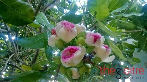 Đến đảo lý sơn chiêm ngưỡng vẻ đẹp kiêu hãnh của hoa bàng vuông