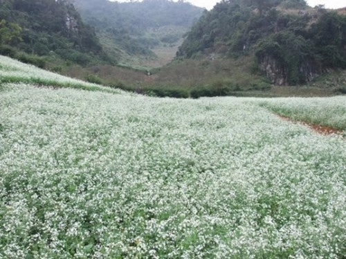 Đến thăm mộc châu mùa hoa cải trắng