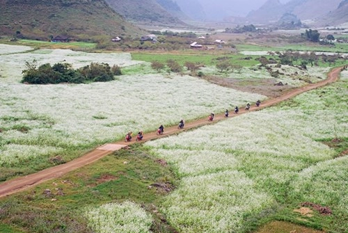 Đến thăm mộc châu mùa hoa cải trắng