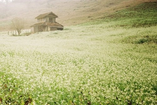 Đến thăm mộc châu mùa hoa cải trắng