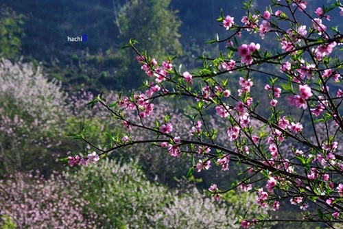 Đẹp đến nghẹt thở những mùa hoa trên khắp đất nước mình