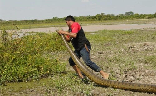 Giải cứu trăn anaconda khổng lồ lạc trong khu nghỉ dưỡng