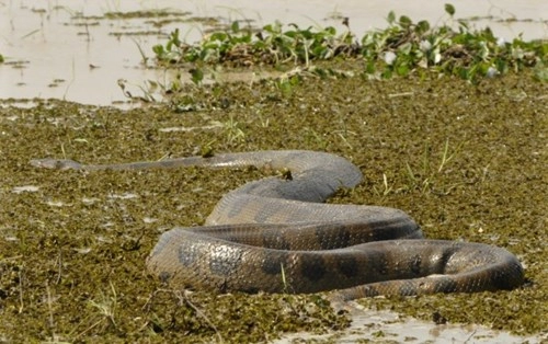 Giải cứu trăn anaconda khổng lồ lạc trong khu nghỉ dưỡng
