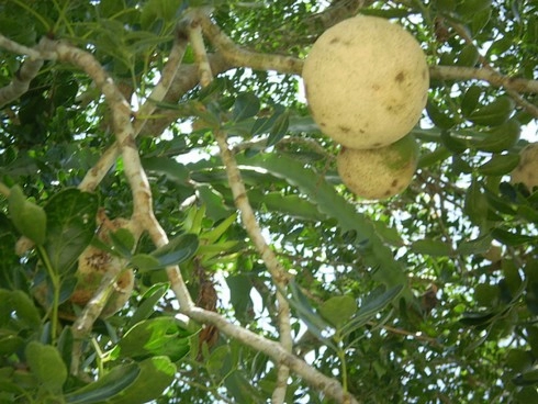 Lạ vị trái quách trà vinh