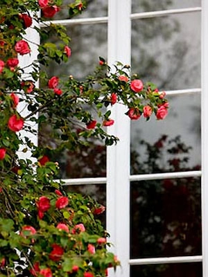 Làm đẹp cửa sổ với đồ trang trí đơn giản