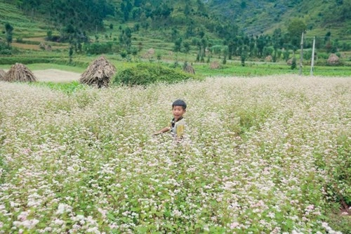 Ngỡ ngàng trước vẻ đẹp của đồng hoa tam giác mạch hà giang