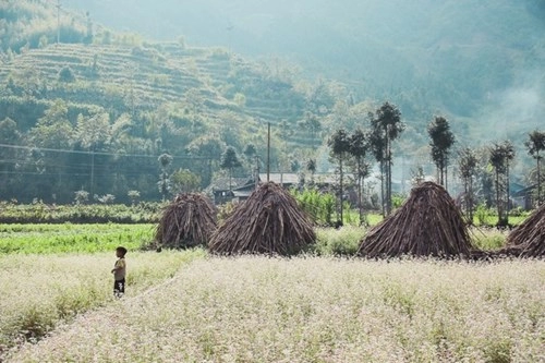 Ngỡ ngàng trước vẻ đẹp của đồng hoa tam giác mạch hà giang