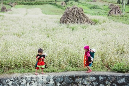 Ngỡ ngàng trước vẻ đẹp của đồng hoa tam giác mạch hà giang